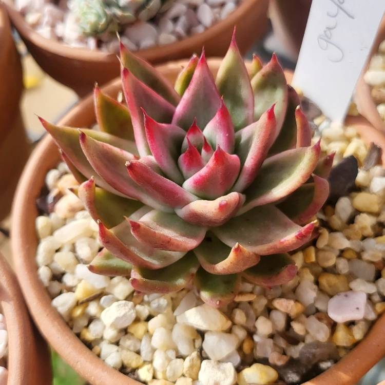 Plant image Echeveria Agavoides Gaya