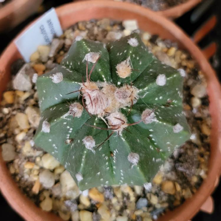 Plant image Astrophytum capricorne