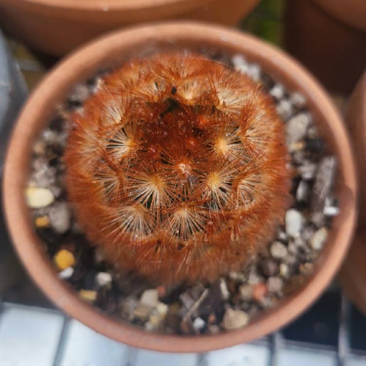Plant image Mammillaria carmenae 'Rubrispina'