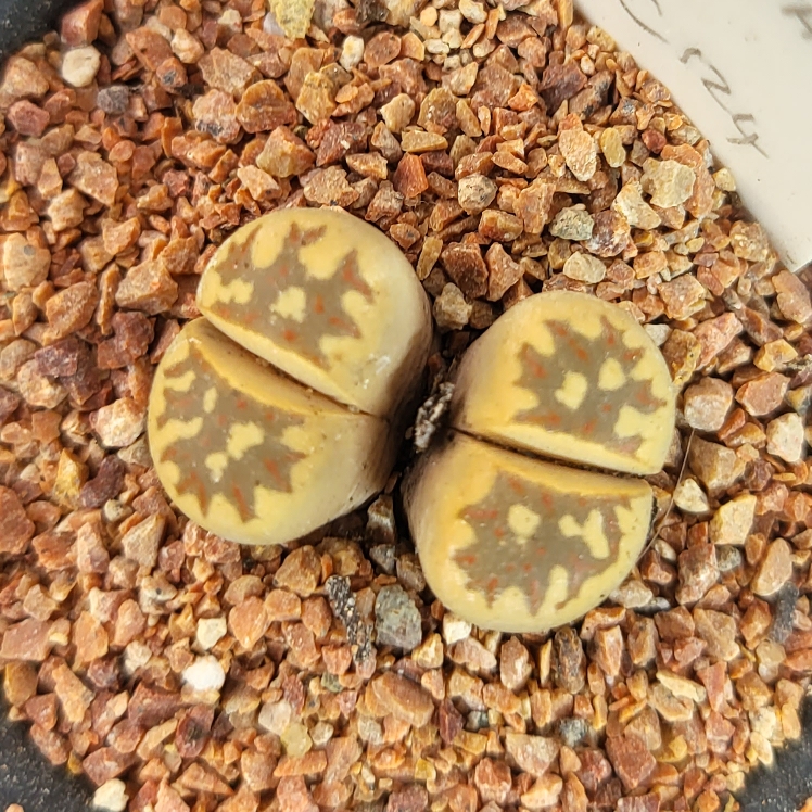 plant image 1614287
