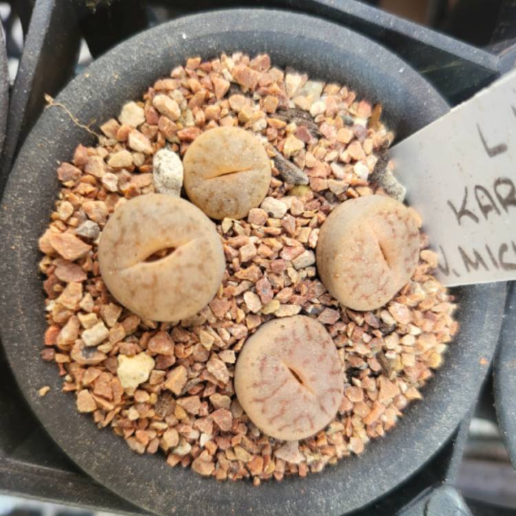 plant image 1614288