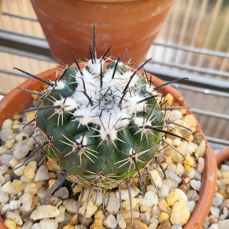 Plant image Parodia subterranea syn. Notocactus occultus