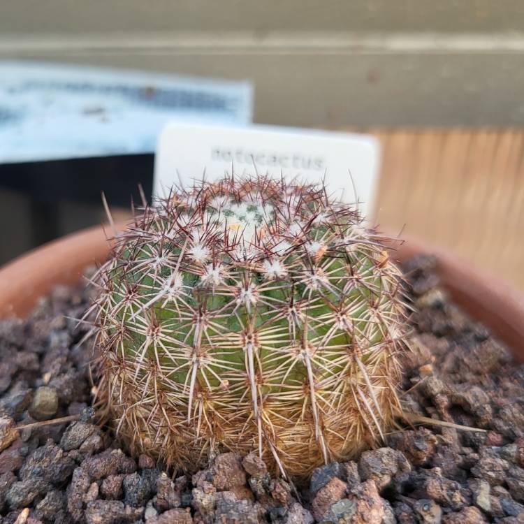 Plant image Notocactus rutilans syn. Parodia rutilans