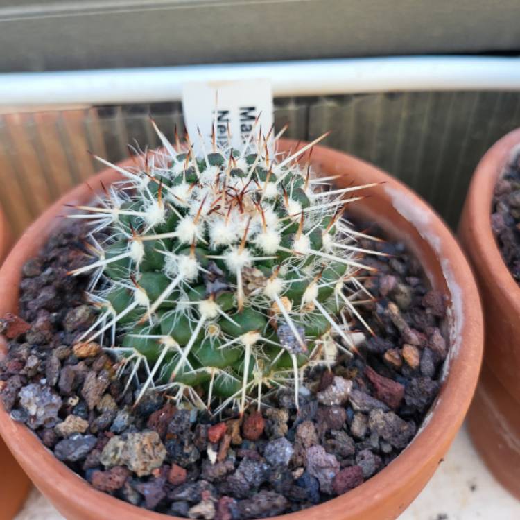 Plant image Mammillaria nejapensis