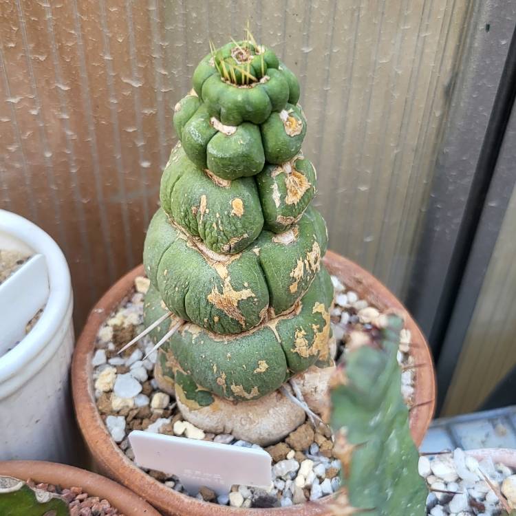 Plant image eulychnia castanea spiralis