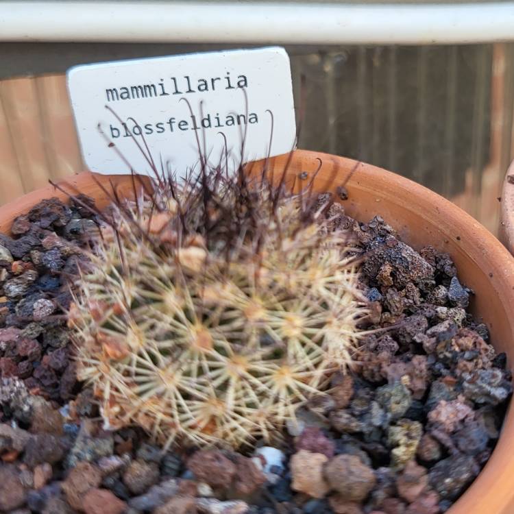 Plant image Mammillaria blossfeldiana 