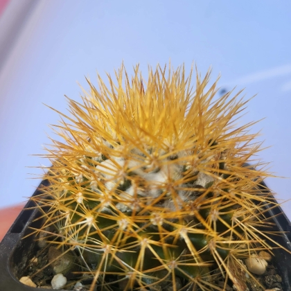 Plant image Mammillaria Nivosa