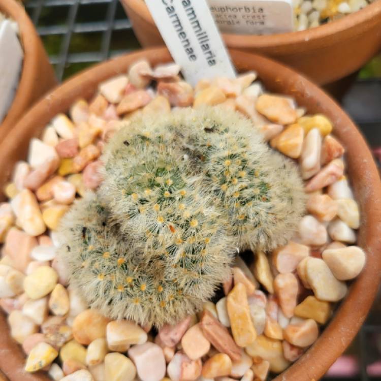 Plant image Mammillaria carmenae
