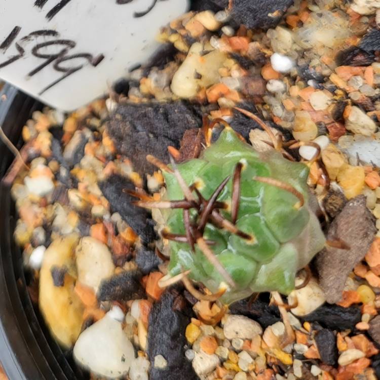 Plant image Turbinicarpus
