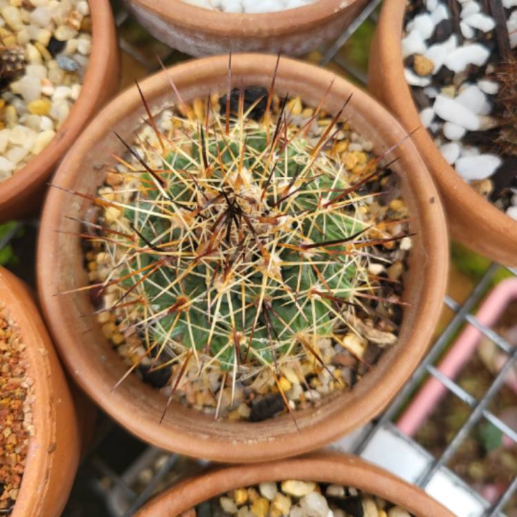 Plant image Mammillaria melanocentra