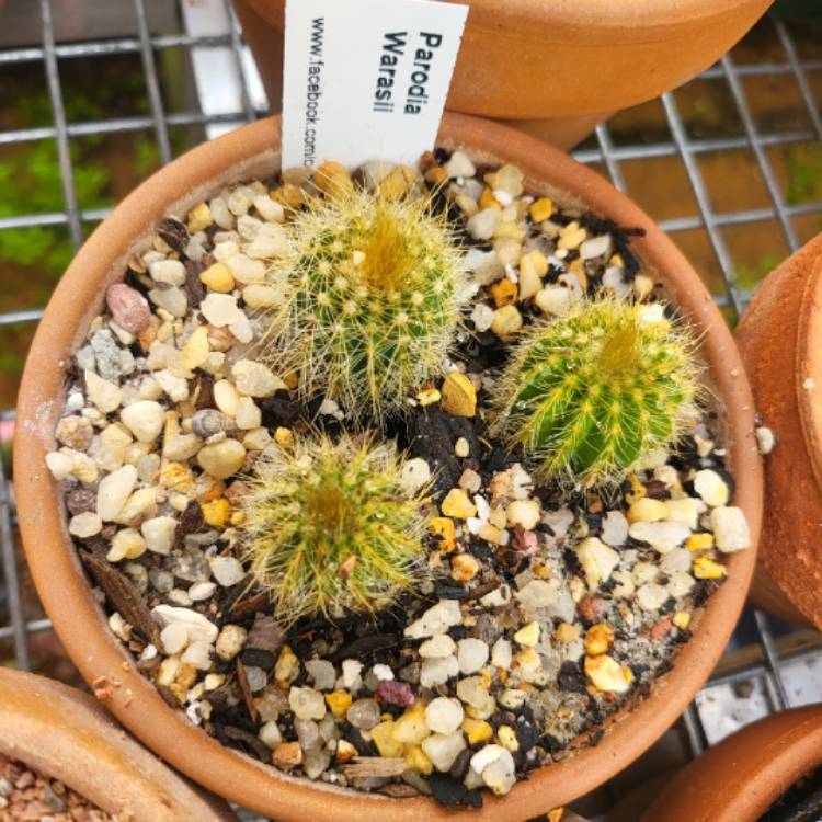 Plant image Parodia warasii