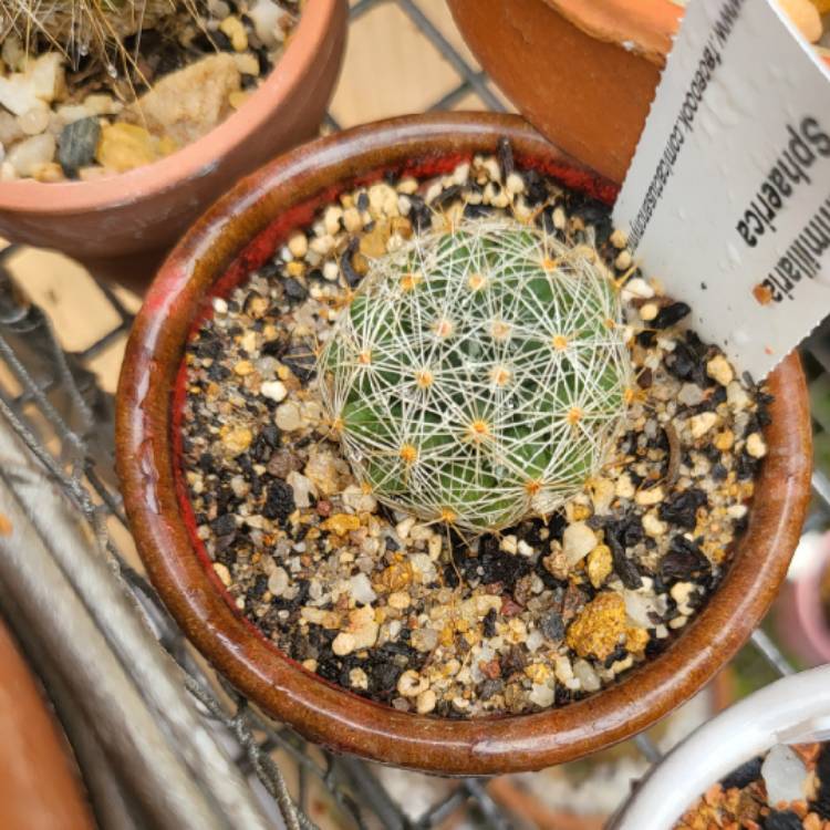 Plant image Mammillaria sphaerica syn. Mammillaria longimamma var. sphaerica