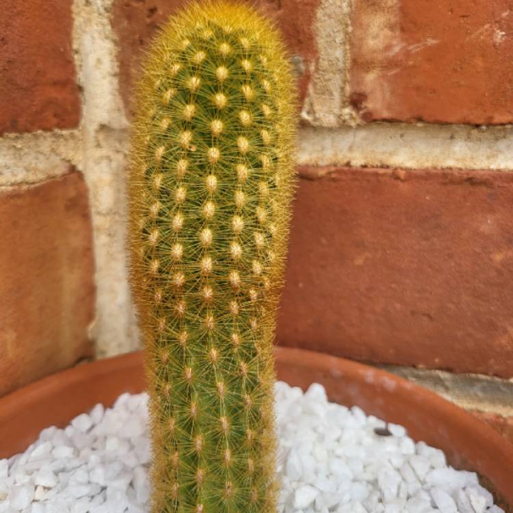 plant image 1614997