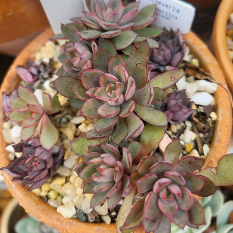 Plant image Echeveria Longissima Korean Hybrid