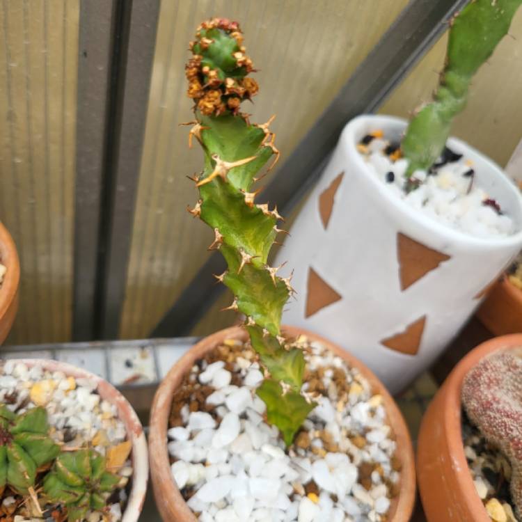 Plant image Euphorbia tortilis
