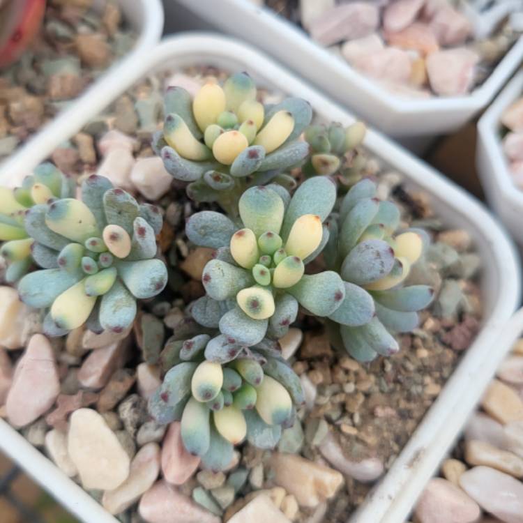 Plant image xGraptoveria Fantasy Bean