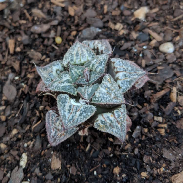 Plant image Haworthia emelyae 'Snow Scene'