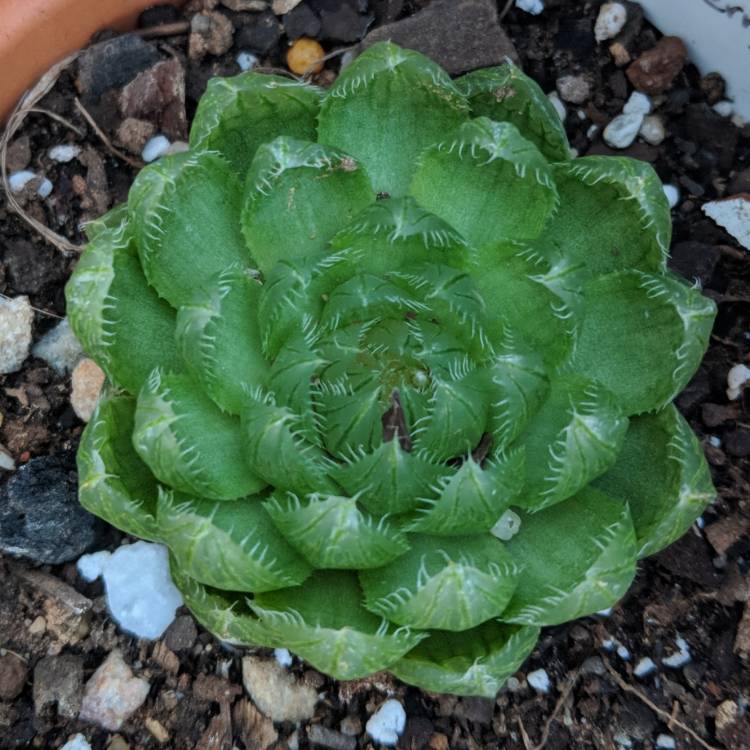 plant image 705464
