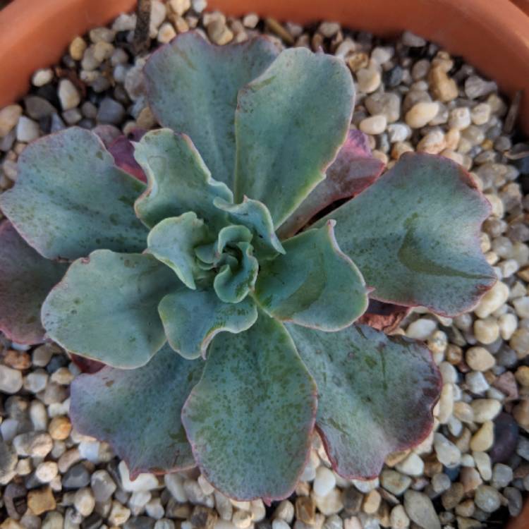 plant image 705467 plant image 705467