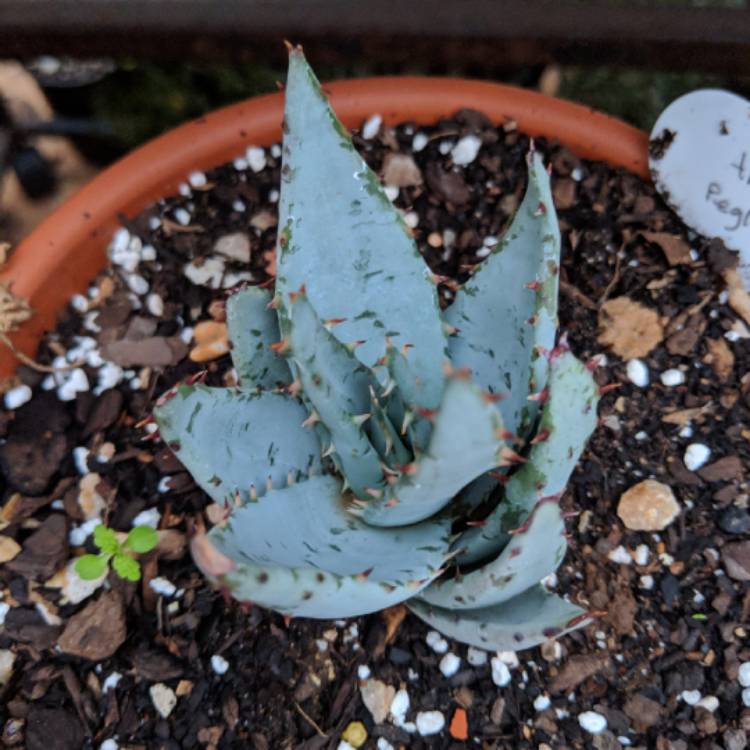 Plant image Aloe peglerae