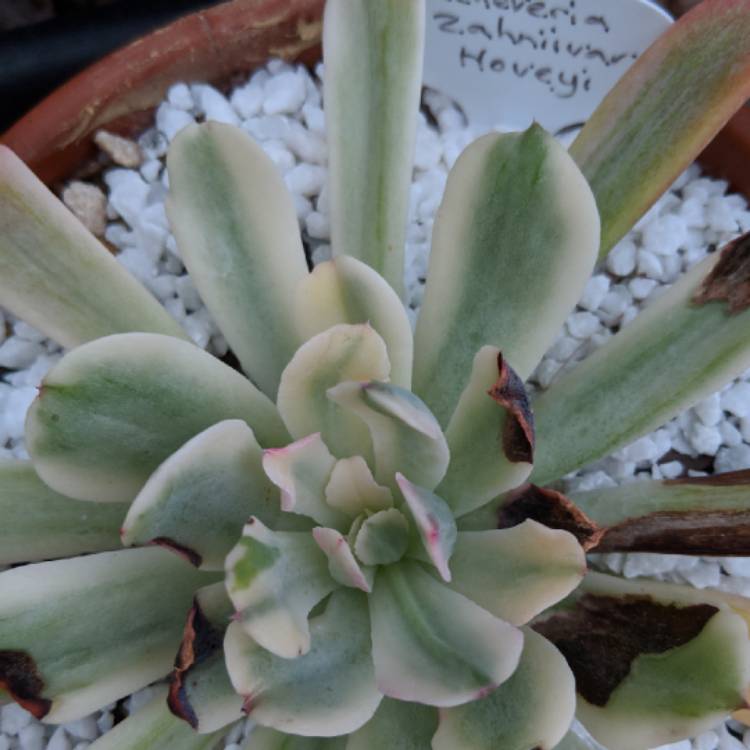 plant image 706987 plant image 706987