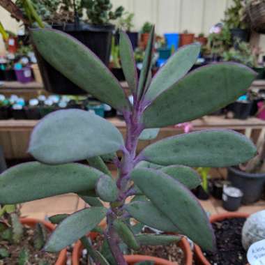Senecio crassissimus