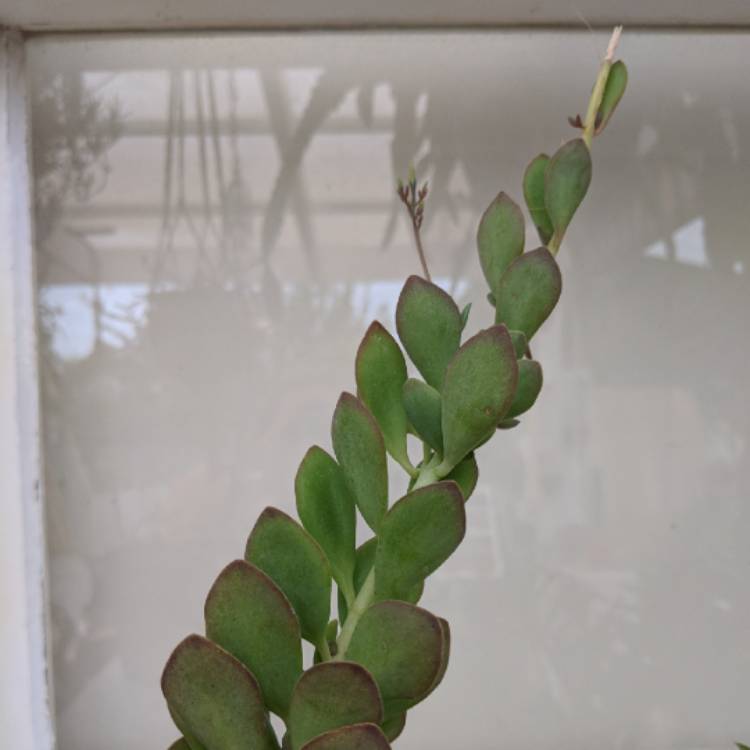 plant image 709870