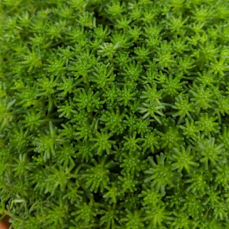 Plant image Sedum lydium