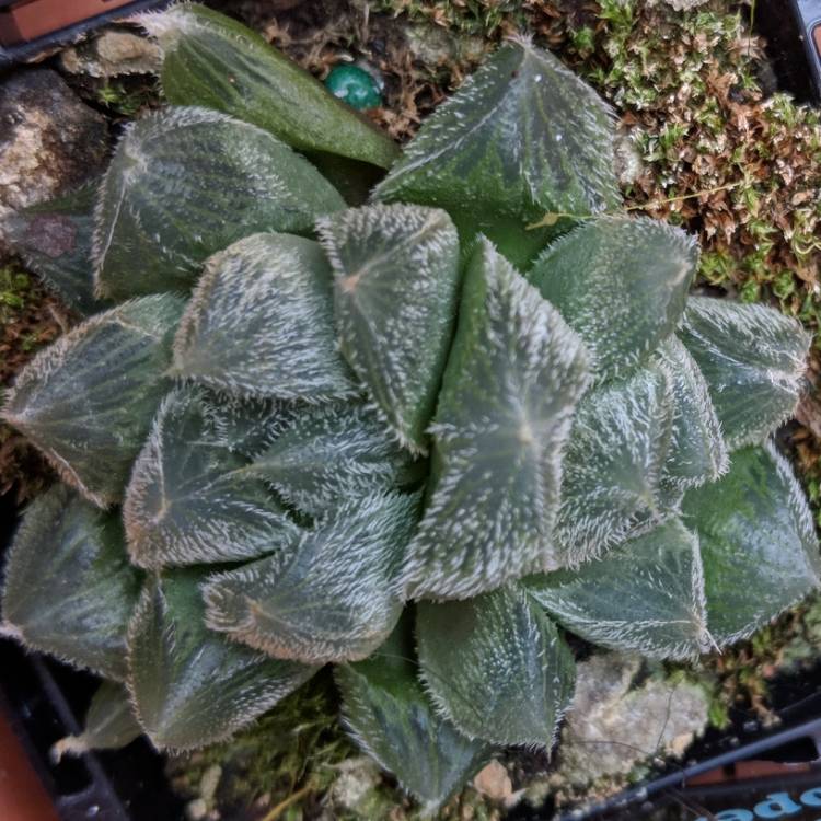 Plant image Haworthia Cooperi var. Venusta