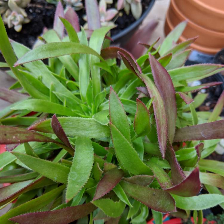 Plant image Aeonium Du Rozzen