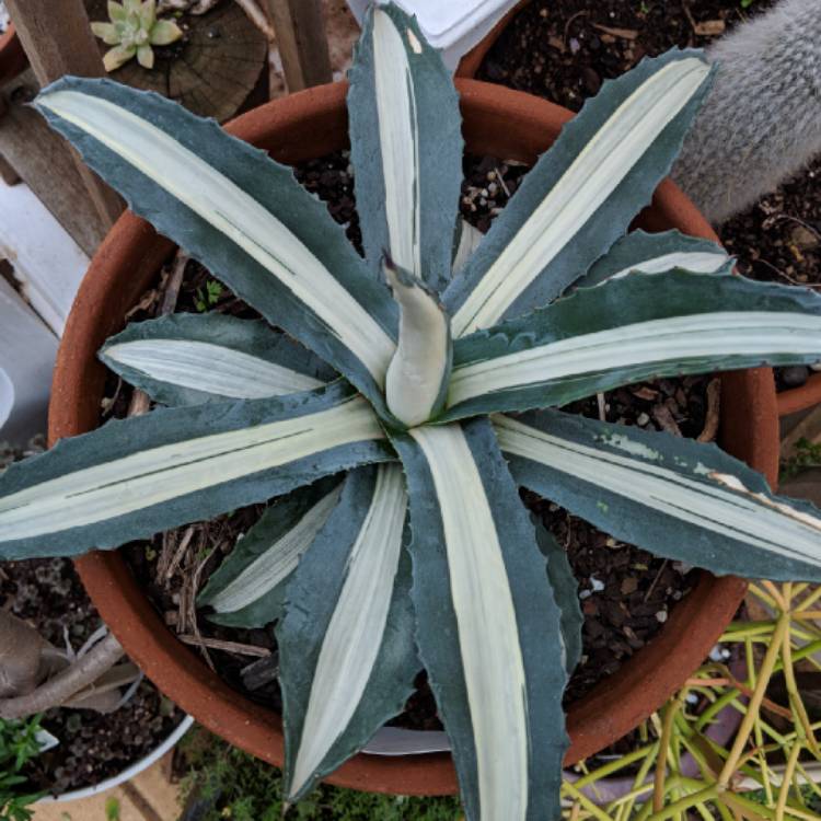 Plant image Agave americana 'Mediopicta Alba'
