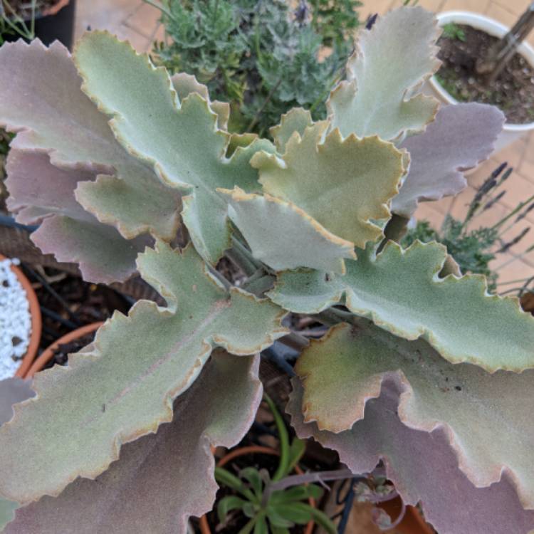 Plant image Kalanchoe Beharensis Oak Leaf