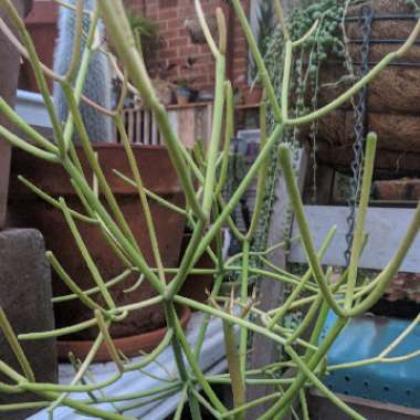 Euphorbia tirucalli 'Rosea'