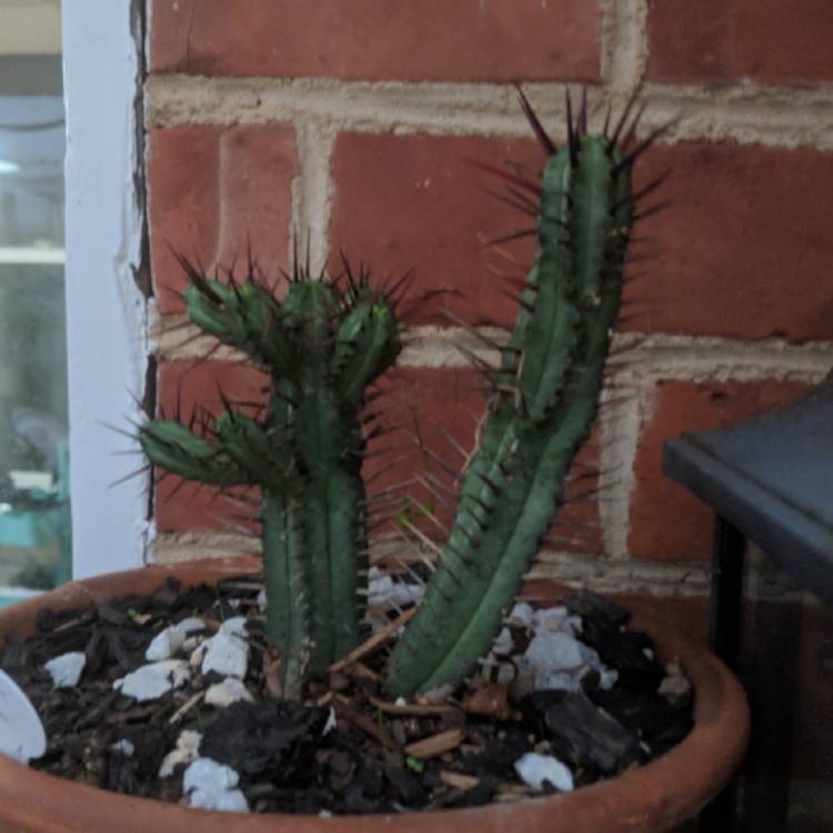 Plant image Euphorbia enopla