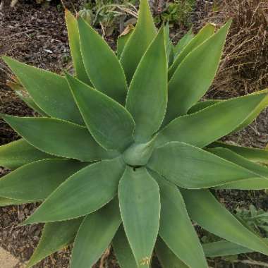 Agave attenuata