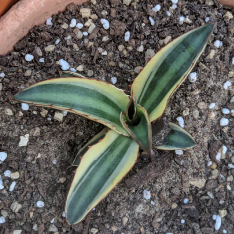 Plant image Agave lopthana 'Quadricolour'
