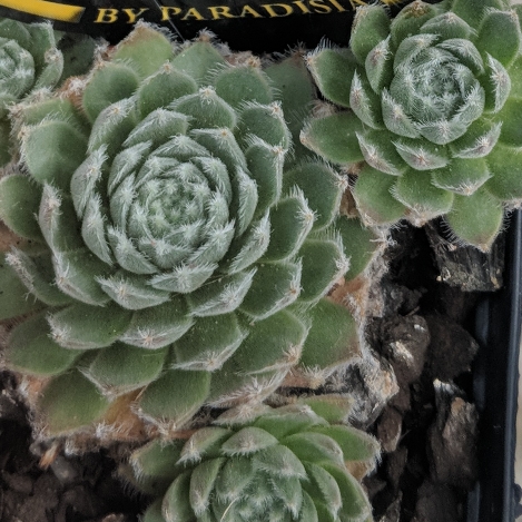 Plant image Sempervivum Icicle