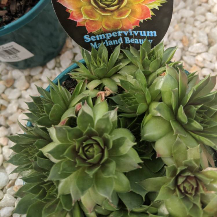 Plant image Sempervivum Marland Beauty