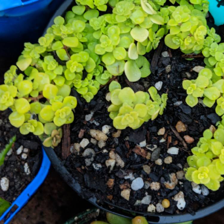 plant image 735944