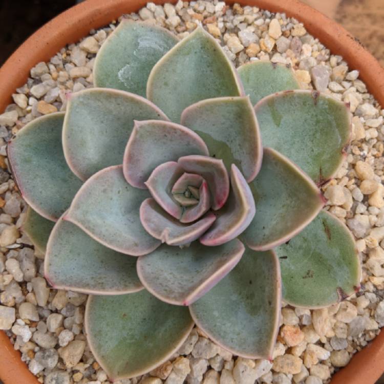 Plant image Echeveria Green Pearl