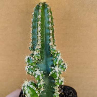 Acanthocereus tetragonus Fairy Castles syn.Cactus tetragonus, Cereus tetragonus, Cactus pentagonus, Cereus pentagonus, Acanthocereus pentagonus, Cereus acutangulus