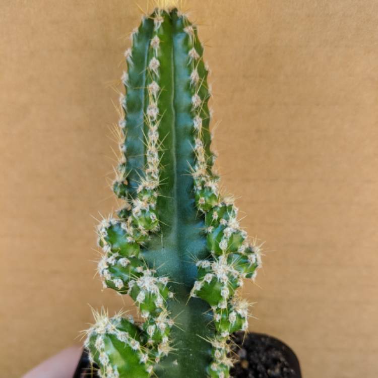plant image 743945 plant image 743945