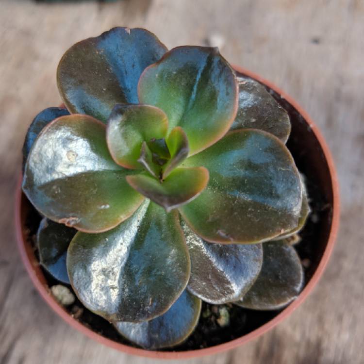 plant image 744096 plant image 744096