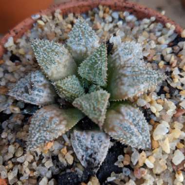 Haworthia