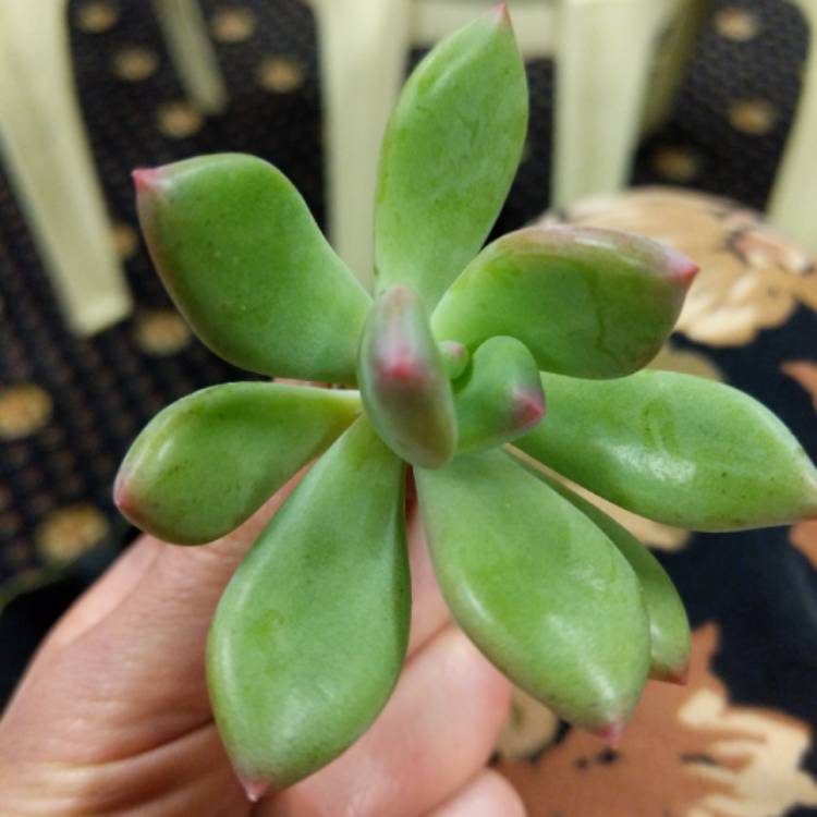 Plant image x Pachyveria Dr Cornelius