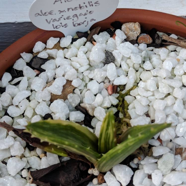 Plant image Aloe nobilis variegata