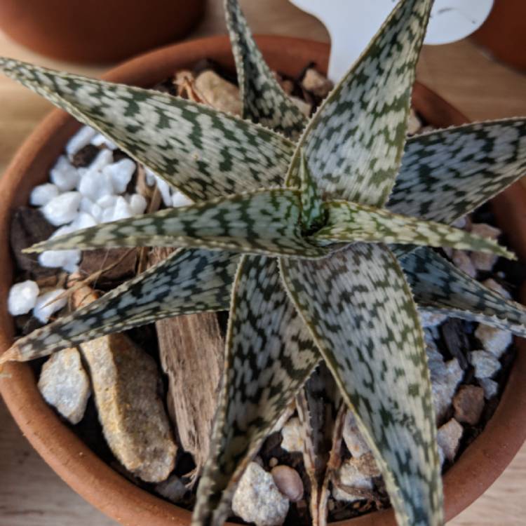 Plant image Aloe 'Quicksilver'