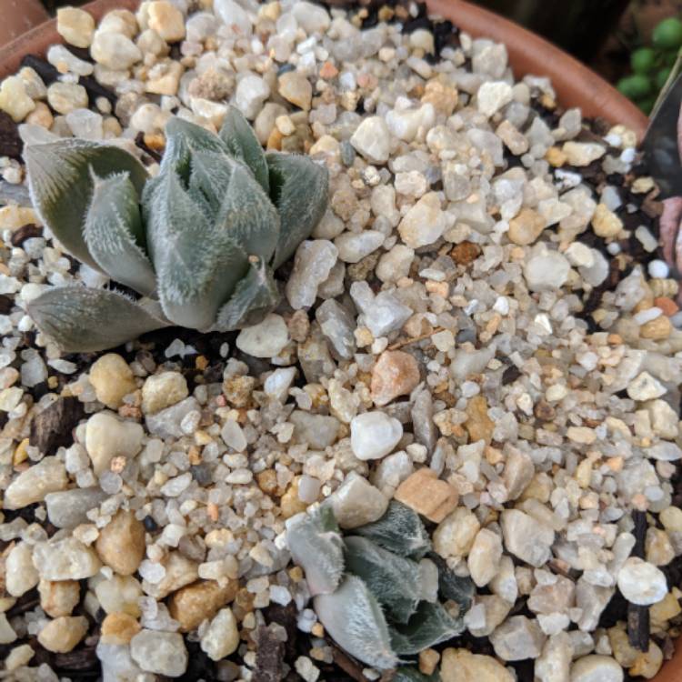 Plant image Haworthia Cooperi var. Venusta