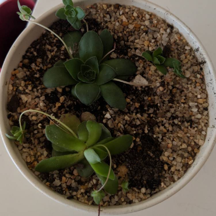 Plant image Crassula 'Orbicularis'