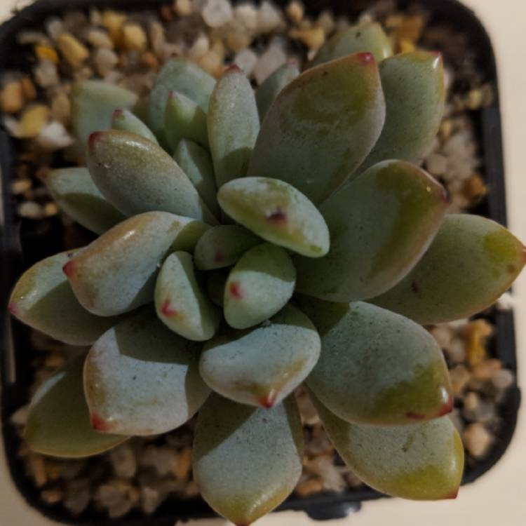 Plant image x Pachyveria Augusta